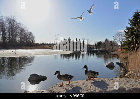 Wildtiere Enten Sonnenbaden im Winter im Teich Stockfoto