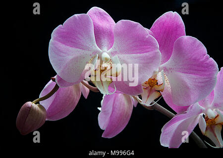 Orchideenblüte im Frühling, schwarzer Hintergrund Stockfoto