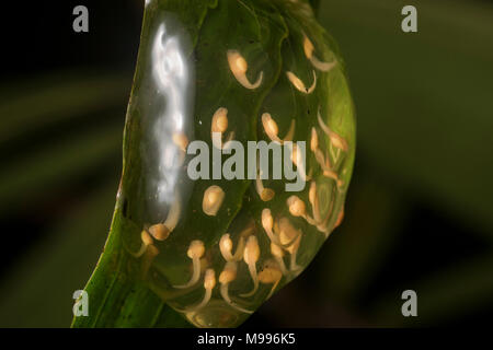 Überhängenden ein Strom in Peru ist es möglich, ei Massen Froschschenkel mit Kaulquappen entwickeln zu finden. Dieses ei Masse gehört zu einem glassfrog (Centrolenidae). Stockfoto