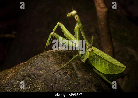 Eine große weibliche Blatt Mantis, einem Pseudoxyops Arten, aus Peru. In der Regel ist es auch unter den Blättern verborgen, aber es war heraus gekrochen auf einem Felsen. Stockfoto