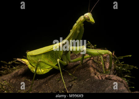 Eine große weibliche Blatt Mantis, einem Pseudoxyops Arten, aus Peru. In der Regel ist es auch unter den Blättern verborgen, aber es war heraus gekrochen auf einem Felsen. Stockfoto