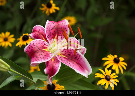 Rosa Stargazer Lilien (Lilium) mit Black Eyed Susan (Rudbeckia hirta) im Hintergrund. Stockfoto