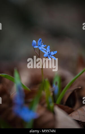 Alpine Blausterne (Scilla bifolia) Filigrane wilde Feder winzigen blauen Blumen durch alte Blätter auf Waldboden erscheinen Stockfoto