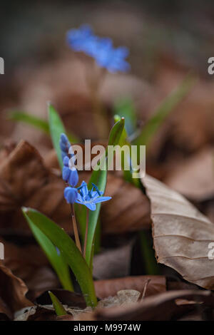 Schönen ersten Frühling winzigen blauen Blumen mit ungeöffneten Knospen durch alte Blätter auf Waldboden erscheinen - Alpine Blausterne (Scilla bifolia) Stockfoto