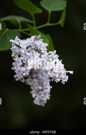 Flieder (Syringa vulgaris) Blüte im Frühling. Stockfoto
