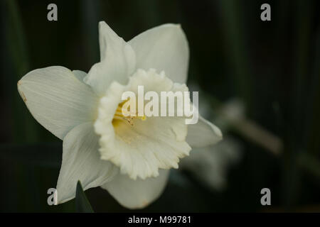 Weiß Trompete Narzisse (Narcissus) blühen im Frühjahr. Stockfoto