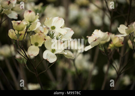 Blühende Hartriegel (Cornus Florida) Baum blüht im Frühjahr. Stockfoto
