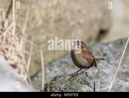 Eurasischen wren, Troglodytes troglodytes. Vogel sitzt auf einem Felsen auf der Suche nach Links, kopieren Sie Raum auf der linken Seite. Lista in Norwegen. Stockfoto