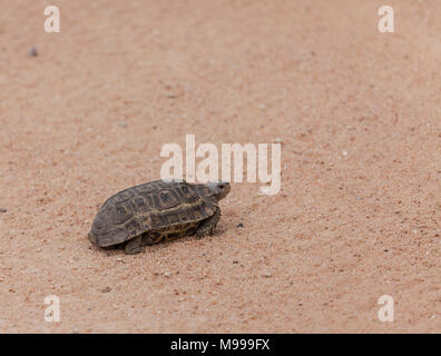 Die speke Scharnier- zurück Schildkröte, Kinixys Kinixys belliana spekii spekii oder auf einem Sandweg; Krüger NP, Südafrika Stockfoto