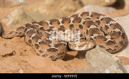 White Bellied Teppich Viper oder Nordafrikanischen Saw-Scaled Viper, (Echis leucogaster) in der Wüste von Marokko in Nordafrika. Stockfoto