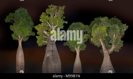 Brachychiton rupestris, die gemeinhin als die schmale-leaved Flasche Baum oder Queensland Flasche Baum bekannt, Nachtaufnahme ausgeleuchtet von Flash-speicher. Stockfoto