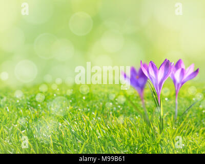 Krokus violett Blumen auf den Frühling verschwommen Rasen Hintergrund Stockfoto