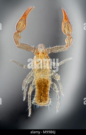 Phoromikrograph eines Pseudo- oder Falschen Skorpions oder Buchskorpions. Stockfoto