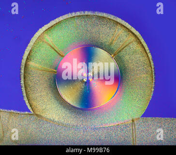 Hellfeld Kreuz polarisiert photomicrograph, Vitamin C Ascorbinsäure Stockfoto