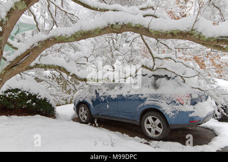 Schwere Schnee beladenen Hartriegel Äste liegen schwer auf einem Dach Auto beschädigt im Winter Stockfoto