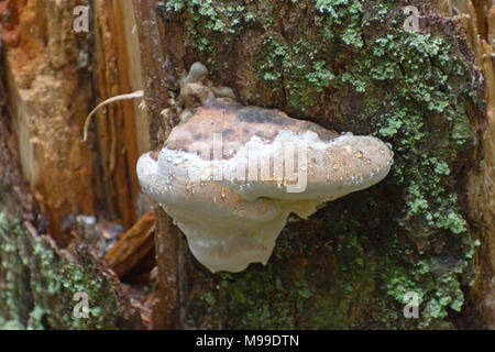 In der Nähe eines großen, hellen, nass Regal Pilz inmitten grünen Flechten wachsen auf einem alten faulenden Baumstamm in einer westlichen North Carolina Wald Stockfoto