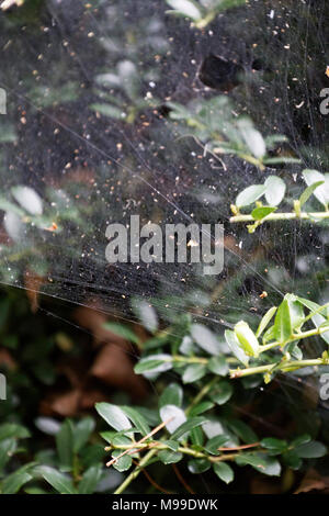 Nahaufnahme von einer immergrünen Hecke in Weiß, gestreckt Spinnweben im Herbst Ansätze Stockfoto