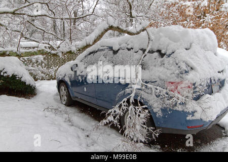 Schwere Schnee beladenen Hartriegel Äste fallen stark auf einem Dach Auto beschädigt im Winter Stockfoto