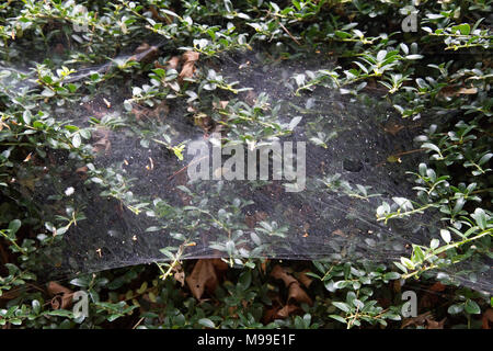 Nahaufnahme von einer immergrünen Hecke in Weiß, gestreckt Spinnweben im Herbst Ansätze Stockfoto