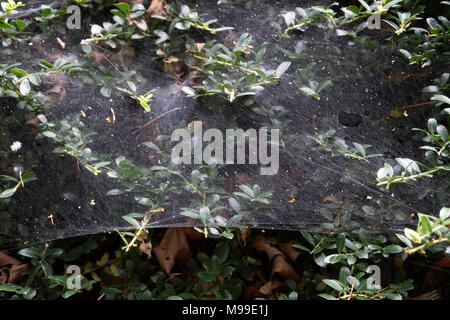 Nahaufnahme eines kunstvoll gewebte immergrüne Hecke in Weiß, gestreckt Spinnweben im Herbst Ansätze Stockfoto