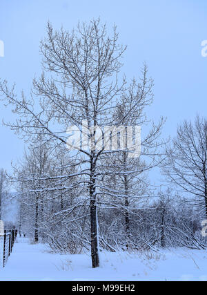 Gefrorenen Wald Stockfoto