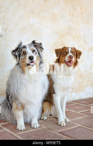 Paar schöne Australian Shepherd Hunde - sitzen und wartet geduldig. Beide sind Service Hunde ausgebildet. Eine ist Braun und Weiß - Andere ist Blue Merle. Stockfoto