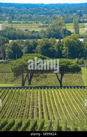 Saint-Emilion - Weinberg Landschaft - Weinberg Südwesten von Frankreich Stockfoto