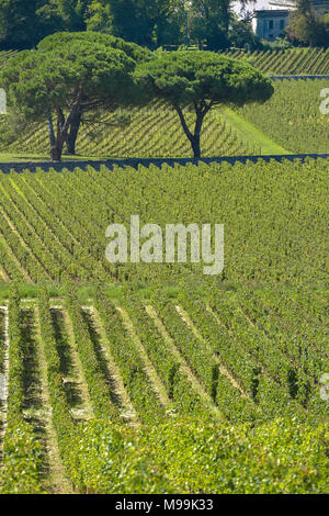 Saint-Emilion - Weinberg Landschaft - Weinberg Südwesten von Frankreich Stockfoto