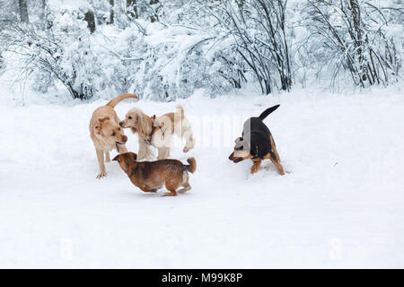 Hunde Spielen im Schnee. Winter Hund Spaziergang im Park Stockfoto