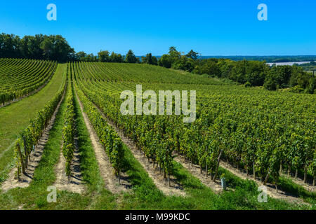 Saint-Emilion - Weinberg Landschaft - Weinberg Südwesten von Frankreich Stockfoto