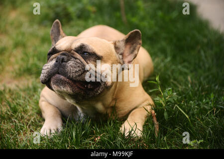 Französische Bulldogge Stockfoto