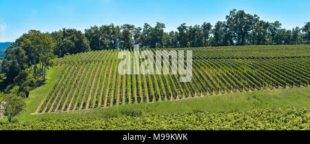 Saint-Emilion - Weinberg Landschaft - Weinberg Südwesten von Frankreich Stockfoto