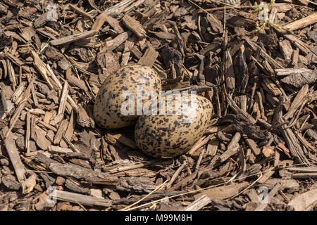 Kiebitz, Vanellus vanellus - Eier in Ausgehöhlten Nest in Rinde Splitt in siehe Bilder M99 M8J und ET 8 K2M Stockfoto