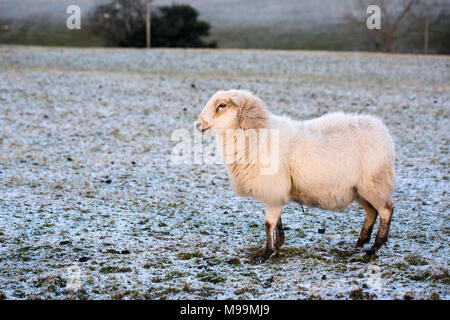 Herdwick-schafe in Noth Wales im Winter bei Sonnenuntergang. Die Schafe haben eine orangefarbene Tönung aufgrund der untergehenden Sonne. Die Schafe werden in Kürze Lamm. Stockfoto