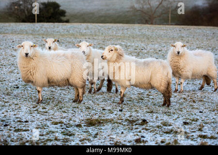 Herdwick-schafe in Noth Wales im Winter bei Sonnenuntergang. Die Schafe haben eine orangefarbene Tönung aufgrund der untergehenden Sonne. Die Schafe werden in Kürze Lamm. Stockfoto