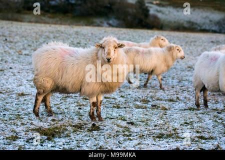 Herdwick-schafe in Noth Wales im Winter bei Sonnenuntergang. Die Schafe haben eine orangefarbene Tönung aufgrund der untergehenden Sonne. Die Schafe werden in Kürze Lamm. Stockfoto