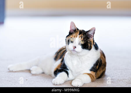 Frauenanteil Calico Katze liegend bequem auf dem Teppich im Haus Zimmer im Haus, gelbe Augen Stockfoto