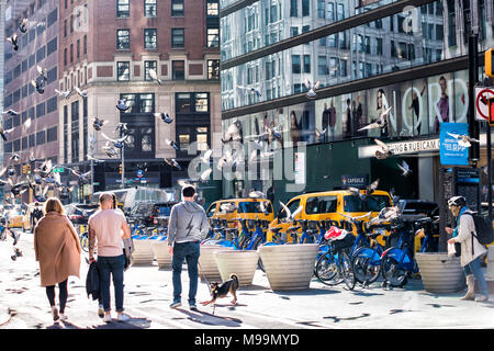 New York City, USA - Oktober 28, 2017: Viele tauben vögel Herde fliegen in Midtown Manhattan, New York City, in der Nähe von Broadway, Columbus Circle closeup, Urban Street r Stockfoto