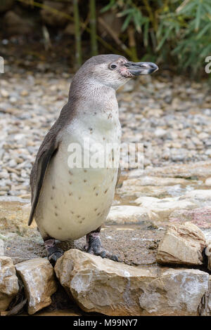Humboldt Pinguin stehend auf Felsen (Spheniscus Humboldti) (auch "Chilenische Pinguin, peruanische Pinguin, oder Patranca) ist eine Südamerikanische Pinguin, Stockfoto