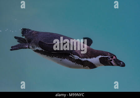 Die Humboldt Pinguin Schwimmen ins Wasser (auch als Chilenische Pinguin, peruanische Pinguin, oder patranca) ist eine Südamerikanische Pinguin, Rassen in c Stockfoto