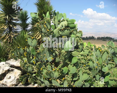 Blühende Feigenkakteen in Israel. Stockfoto