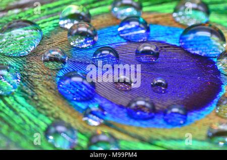 Pfauenfeder mit Wassertropfen Nahaufnahme Stockfoto