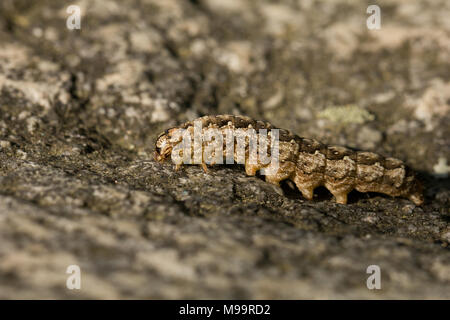 Knappe merveille Motte Caterpillar Stockfoto