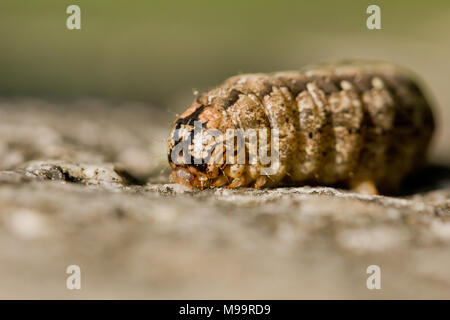 Knappe merveille Motte Caterpillar Stockfoto
