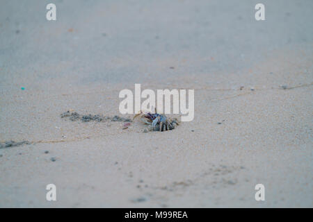 Strand Krabben Indien Asien Kerala Stockfoto