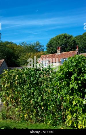 Cottage hinter hohen Hecken im Dorf East Dean, Sussex, England, auf der South Downs im Sommer Stockfoto