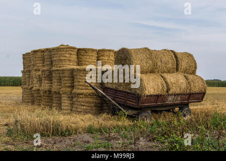 Rundballen Stroh, angezogen mit einem Netz, verladen auf einem Anhänger und einem Stapel von Rundballen Heu. Das Ende des Sommers. Podlachien, Polen. Stockfoto