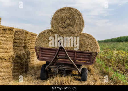 Rundballen Stroh, angezogen mit einem Netz, auf einem Anhänger für einen Traktor geladen. Das Ende des Sommers. Podlasien, Polen. Stockfoto