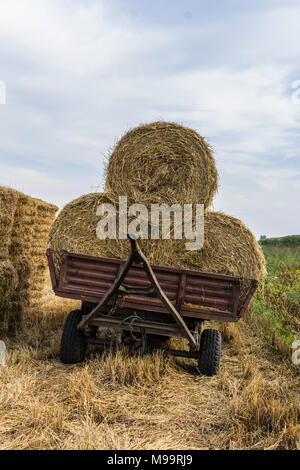 Rundballen Stroh, angezogen mit einem Netz, auf einem Anhänger für einen Traktor geladen. Das Ende des Sommers. Podlasien, Polen. Stockfoto