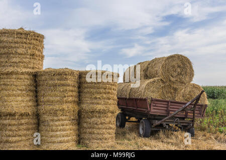 Rundballen Stroh, angezogen mit einem Netz, verladen auf einem Anhänger und einem Stapel von Rundballen Heu. Das Ende des Sommers. Podlasien, Polen. Stockfoto